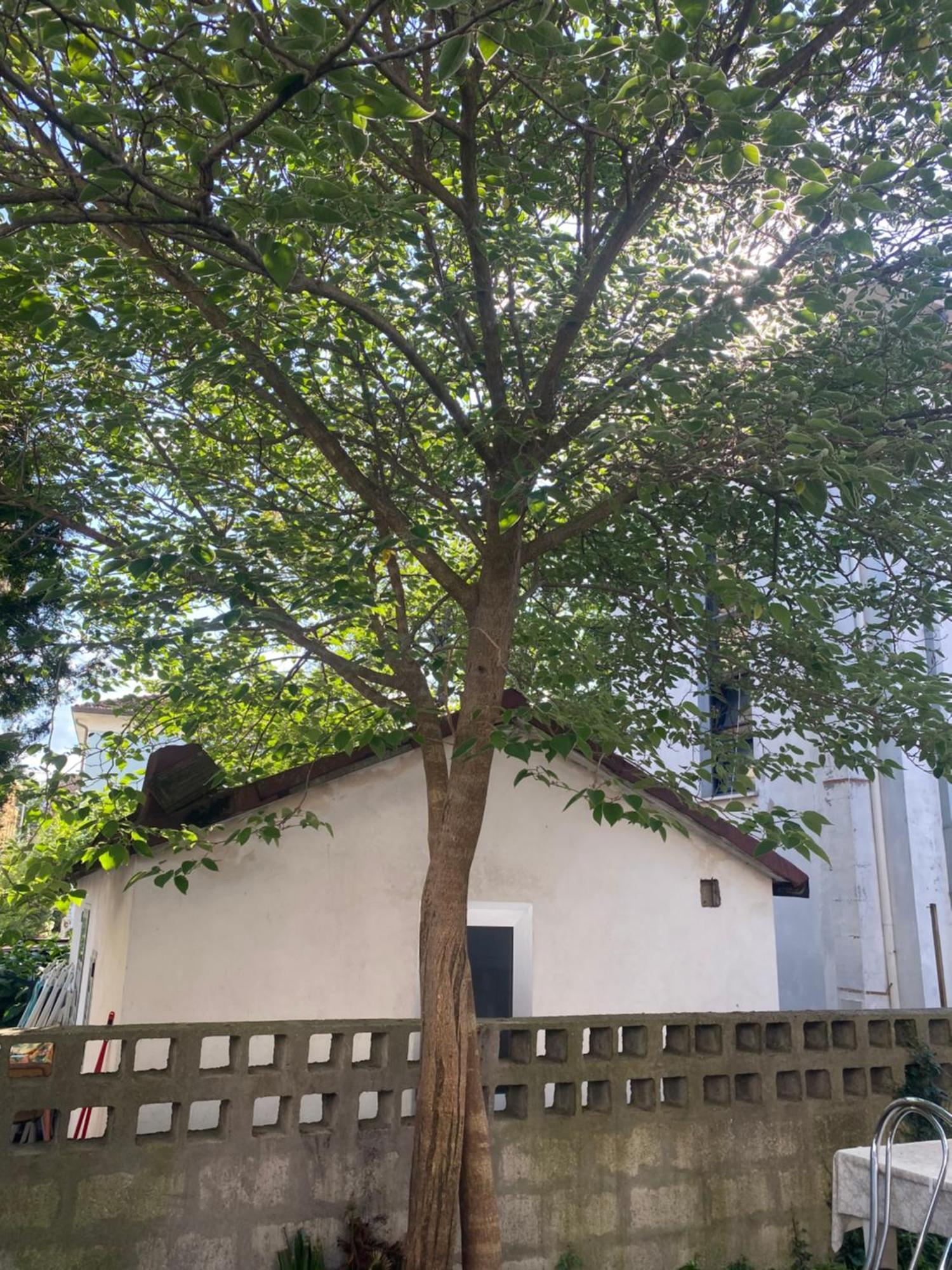 Casa Elisa 8 Villa Bellaria-Igea Marina Dış mekan fotoğraf